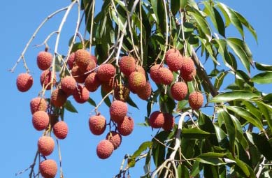 Lichi